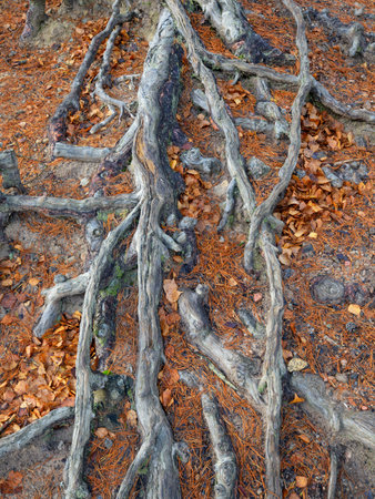 Tree roots, stretching forwardの写真素材