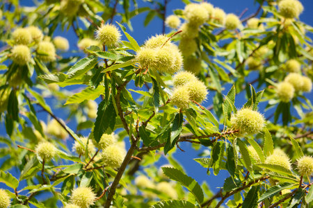 Close-up of a still green chestnutの写真素材