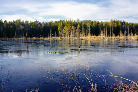 Wetland that has become a breeding ground for several types of birdsの写真素材