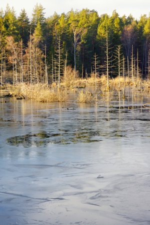 Jordbrodammen in Vaxholm, Sweden. Originally a marsh that, after drainage, became overgrown with...