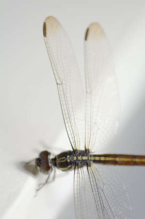 Close up shoot of a anisoptera dragonfly, green beige in color with focus on the body and the right wingsの写真素材