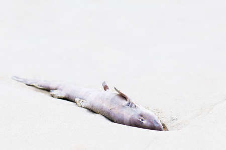 Close up of a dead reef shark on the beachの写真素材