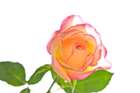 Red yellow rose with a nice blossom over whiteの写真素材