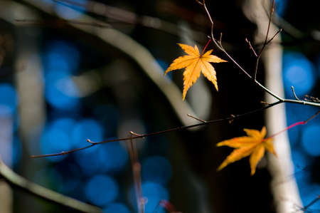 Orange leaf on a tree in winter setting and sun shineの写真素材