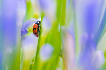 Close up shoot of a ladybug in a summer flowerの写真素材