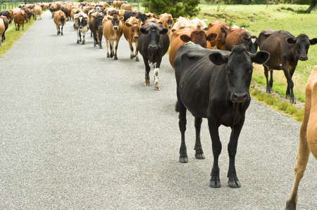 Cattle drive on a road during summerの写真素材