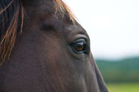 Head of a wild horse in the wilderness on a cloudy dayの写真素材