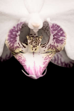 Close up shoot of a beautiful Orchid blossom with black backgroundの写真素材