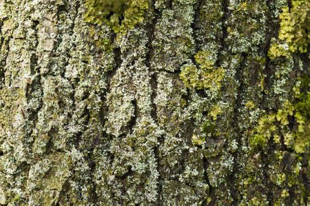 Partial view of a tree trunk bark with moosの写真素材