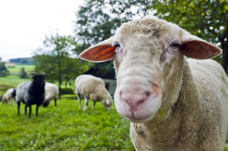 Close up shoot of a sheep on a lawn the herd is in the backgroundの写真素材