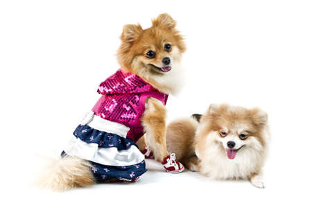 The cute Pomeranian dog over whiteの写真素材