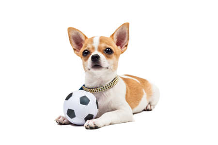 Pomeranian dog, young puppy, lies down with football, over whiteの写真素材