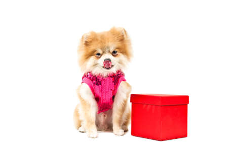 Pomeranian dog next to an red present box, over whiteの写真素材