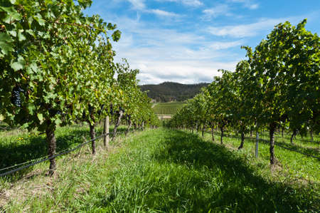 vine rows on a sunny day right before harvestの写真素材