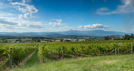 View of vine in the Yarra Valley, near Melbourne, Australiaの写真素材