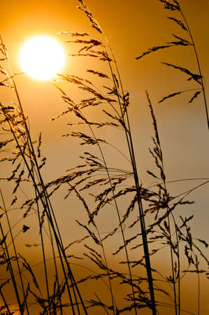 Backlit grass by the sun during a beautiful sunsetの写真素材