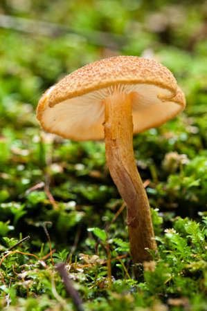 Wild forest mushrooms picture taken in the Mount Field Nt  Park, Tasmaniaの写真素材