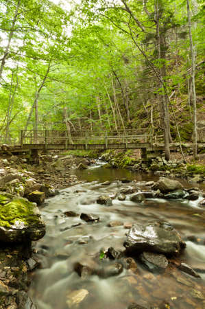 River flows through a forest, river stream is slight blurry