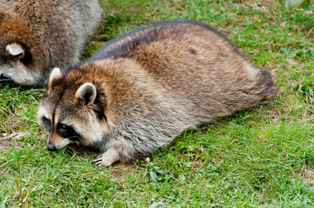 Cute raccoon on green grass nice close up aの写真素材