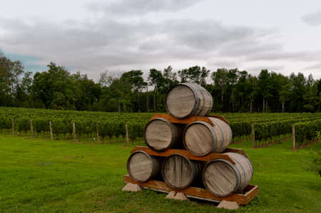 Six wooden barrels stacked up in front of a vineryaの写真素材