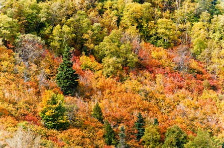 Autumn forest nice bathed in warm sunlight