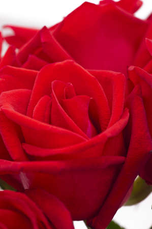 Beautiful red rose close up shoot over whiteの写真素材