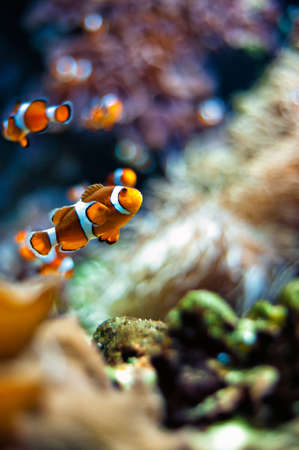 Clownfish a beautiful closeup in an aquarium