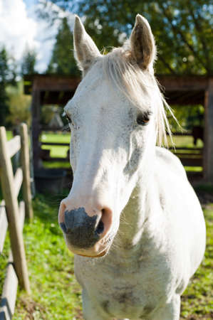 White horse in the autumn sun side litの写真素材