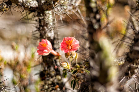 blooming cactus in beautiful orange red colorの写真素材