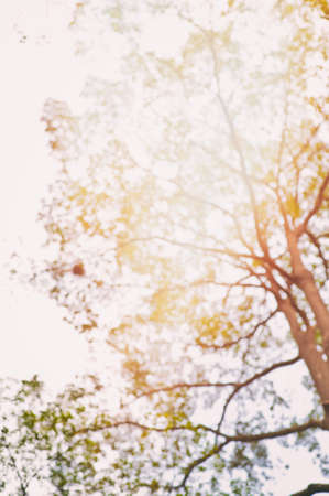 Beneath a tree in the summer sunの写真素材