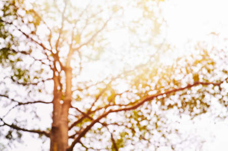 Beneath a tree in the summer sunの写真素材