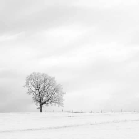 Tree in winter black and white artistic impressionの写真素材