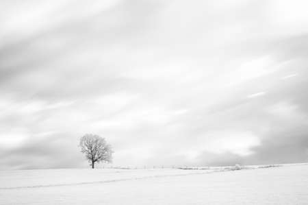 Tree in winter black and white artistic impressionの写真素材