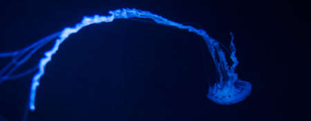 Jellyfish in Blue dance in an aquariumの写真素材