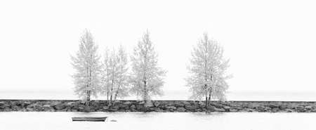 Tree in winter black and white artistic impressionの写真素材