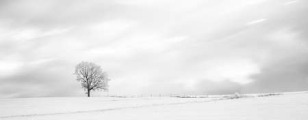 Tree in winter black and white artistic impressionの写真素材