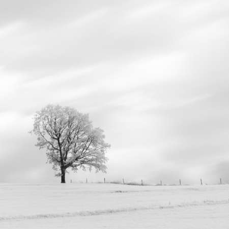 Tree in winter black and white artistic impressionの写真素材