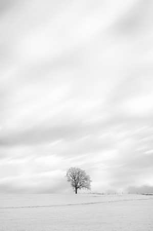 Tree in winter black and white artistic impressionの写真素材