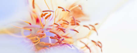 Abstract flower a close up of the flower headの写真素材