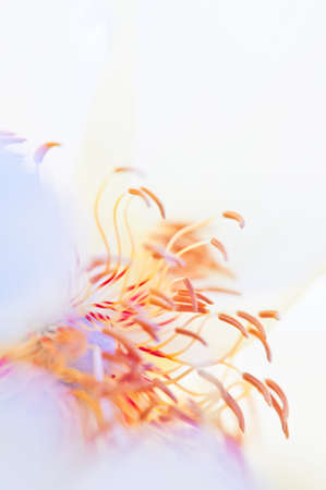 Abstract flower a close up of the flower headの写真素材