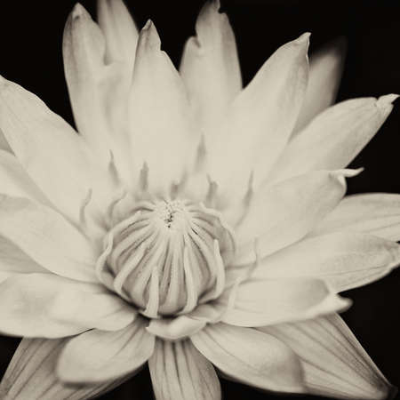 Lotus flowerの写真素材