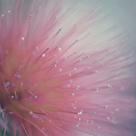 vintage red flowerの写真素材
