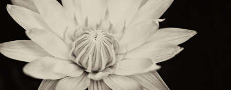 Lotus flower close up of the flower headの写真素材