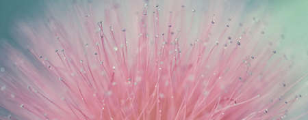 Vintage red flower a very near close up IIの写真素材