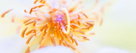 Abstract flower a close up of the flower headの写真素材