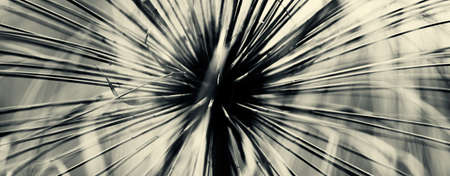 Abstract grass papyrus in black and whiteの写真素材