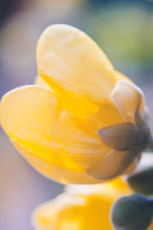 Yellow buttercup flower a side view of the blossom IIの写真素材