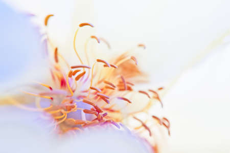 Abstract flower a close up of the flower headの写真素材