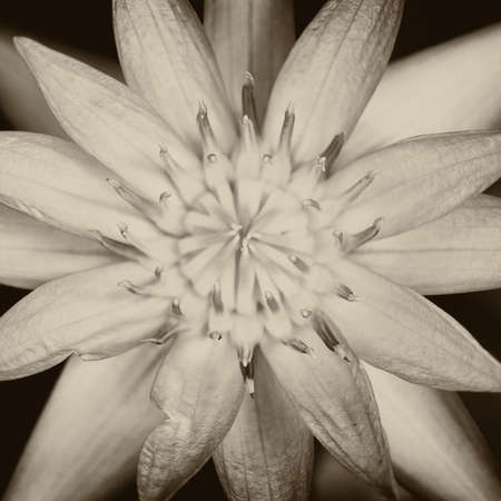 Lotus flowerの写真素材