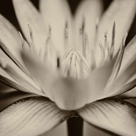 Lotus flowerの写真素材